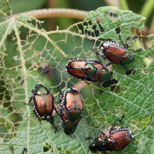 Japanese beetles eat leaf tissue in sunny areas, leaving a lace-like pattern.