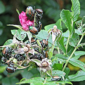Japanese beetles feeding on pasture rose, damaging its leaves and flowers.