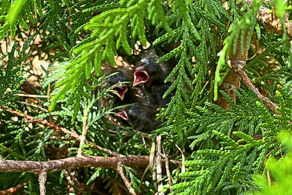 Baby birds nested in tree.