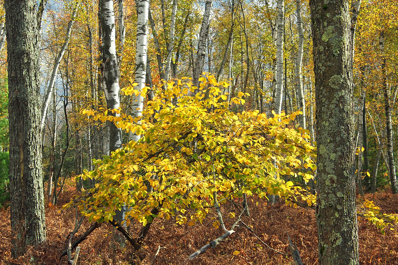 The common witchhazel growing in the forest understory 