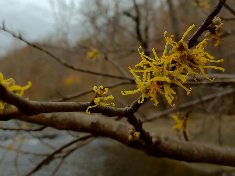 common witchhazel's yellow flowers 