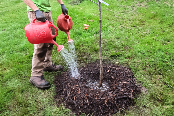 A newly planted swamp white oak being watered