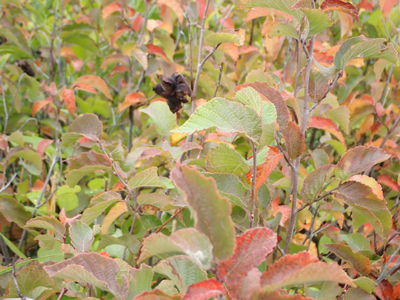 American hazelnut shrub with fall colour