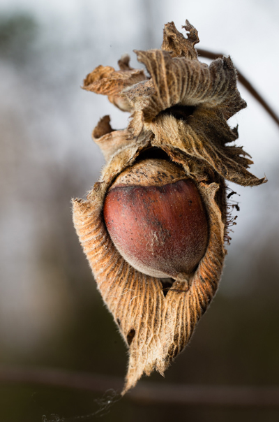 an American hazelnut