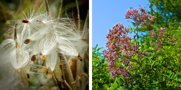 Left: milkweed seed pods and follicles; Right: joe pye weed flowers in bloom