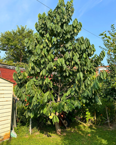 One of Anton's LEAF pawpaw trees. 