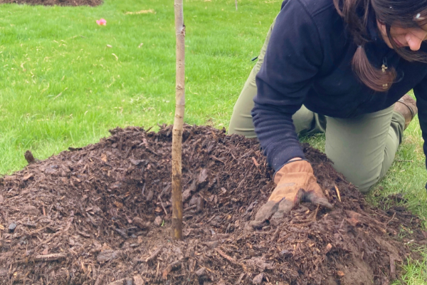 LEAF staff member applying a mulch donut