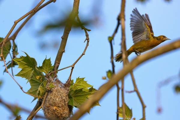 Baltimore oriole flying from a nest high in the trees