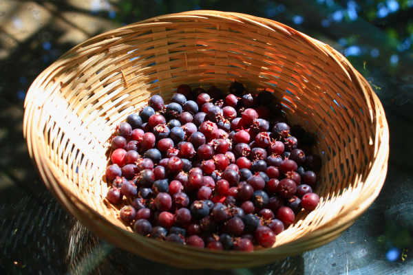 Freshly foraged serviceberries, ready to be dried and stored for future tea blends