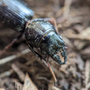big-headed ground beetle