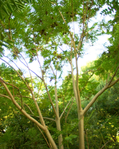 Tree of heaven with fruit in a wooded area, with fruit