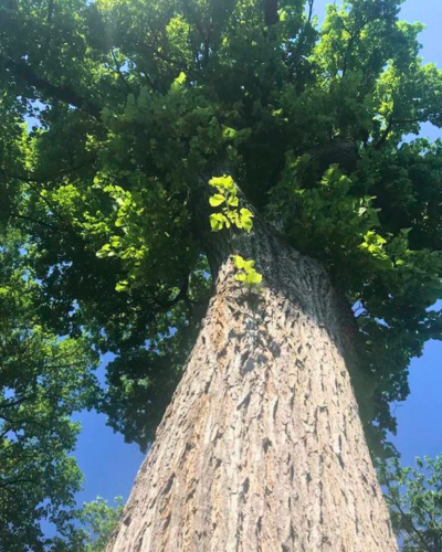 Threatened mature Elms like this one make up almost 50% in Winnipeg’s public canopy.