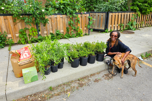 BettyAnn, a TCHC tenant crouches, smiling, next to the 15 shrubs she received through the TCHC Planting and Stewardship Program.