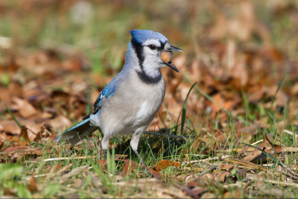 A lucky blue jay with an unlucky acorn in its beak.