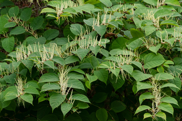 closeup of a flowering Japanese knotweed