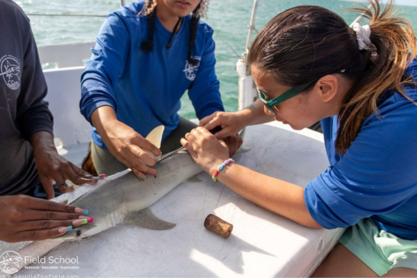 Dany tags a juvenile Blacknose shark as part of their training for a Shark Research course.