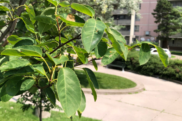 Serviceberry tree planted by LEAF at a TCHC community