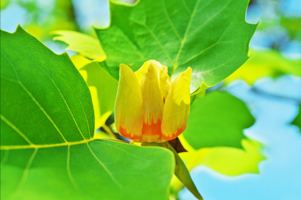 Tulip tree flowers