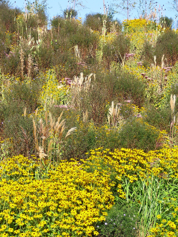Planting shows unity through repetition of golden Rudbeckia and grasses, creating rhythm and visual flow across the slope.