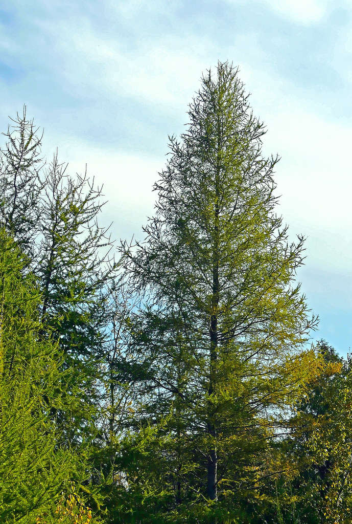 A mature tamarack tree