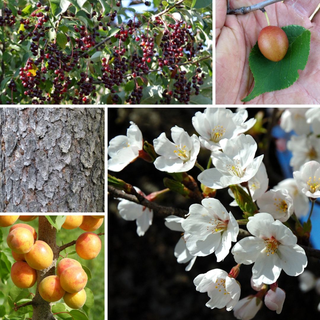 collage of chokecherry, Canadian plum, black cherry, apricot and Japanese flowering cherry