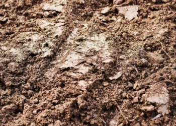 clay soil