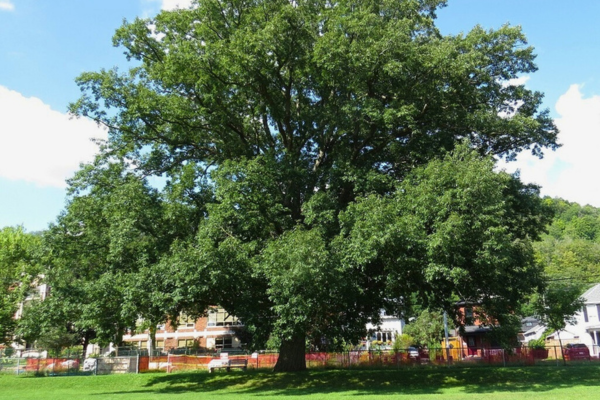 This chinkapin oak tree from Dundas, Ontario provides a lot of beauty, shade and wildlife habitat