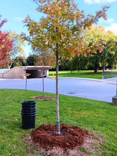 tree with newly placed mulch