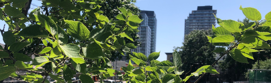 foliage from trees in front of housing buildings