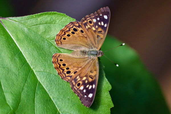Hackberry Emperor butterfly on a leaf.