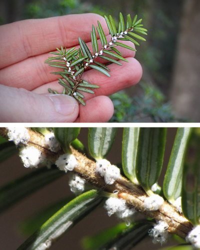 Hemlock Woolly Adelgid egg infestation