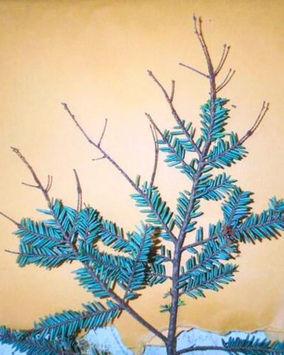hemlock foliage dieback