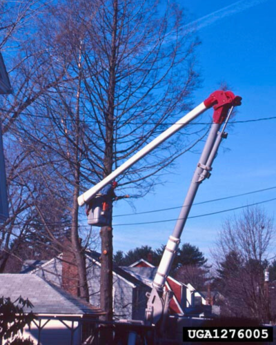 arborist removing dead hemlock tree