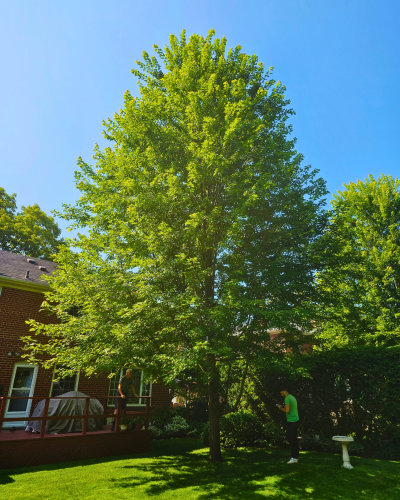 The same Freeman maple tree 10 years later