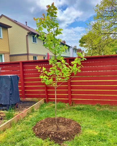 Newly-planted Freeman Maple tree set up for future growth and success.