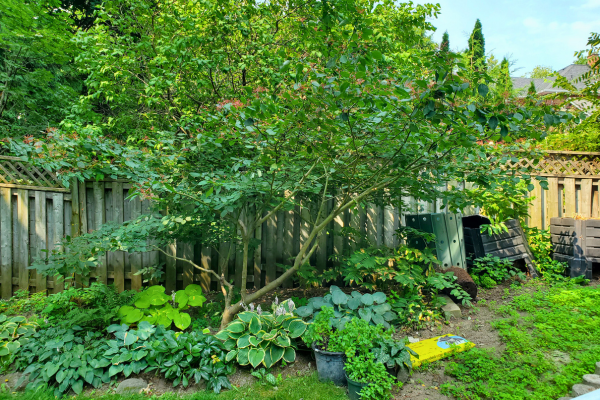 A mature pagoda dogwood tree, a perfectly sized tree for hesitant landlords or those with small spaces.