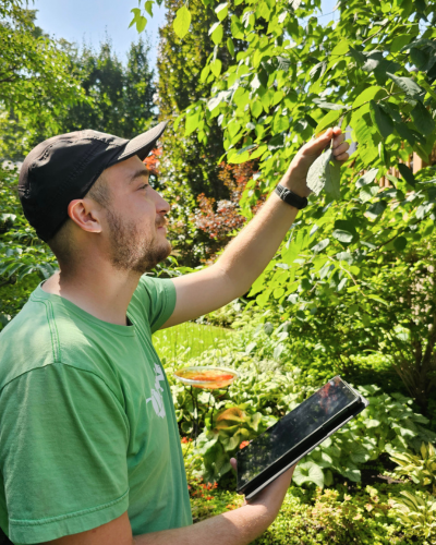 A LEAF arborist assessing a tree’s health during a follow-up visit with a client.