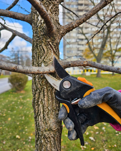 A LEAF arborist pruning a client's tree during a maintenance visit.