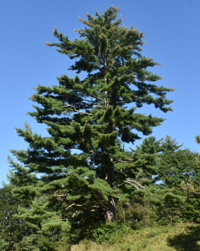 White pine tree is Stuart’s favourite tree.