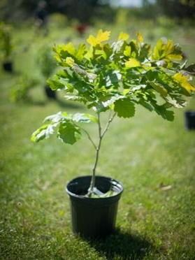 Small oak in pot, ready to be planted (© 2015 Michael Tenaglia / LEAF)
