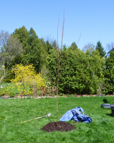 Newly-planted Freeman maple tree.