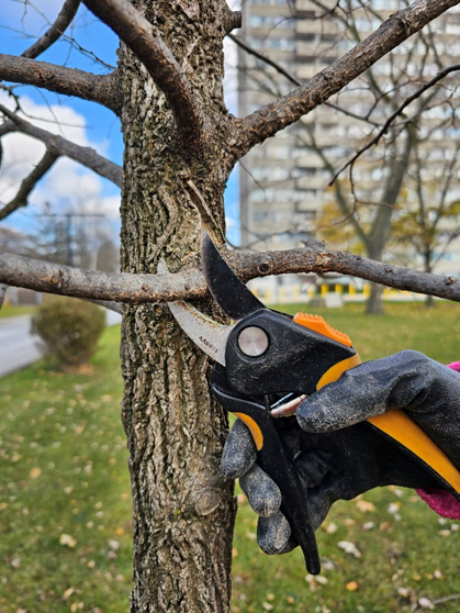 pruning a crossing branch on a young hackberry tree