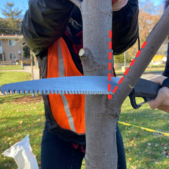 pruning off a branch on a maple tree that is growing at a steep angle from the trunk