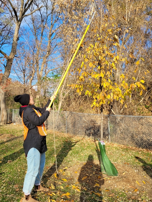pruning a competing leader branch on an American elm tree