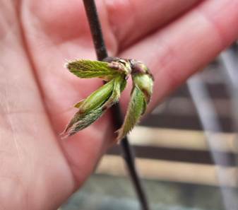 © 2025 Brenna Anstett / LEAF