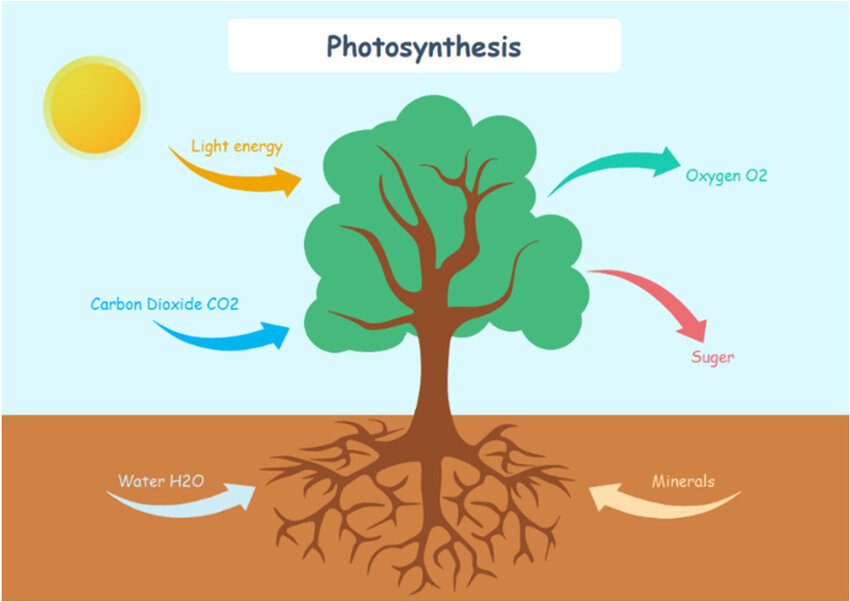 Illustration of Photosynthesis. (© 2023 ReaserchGate)