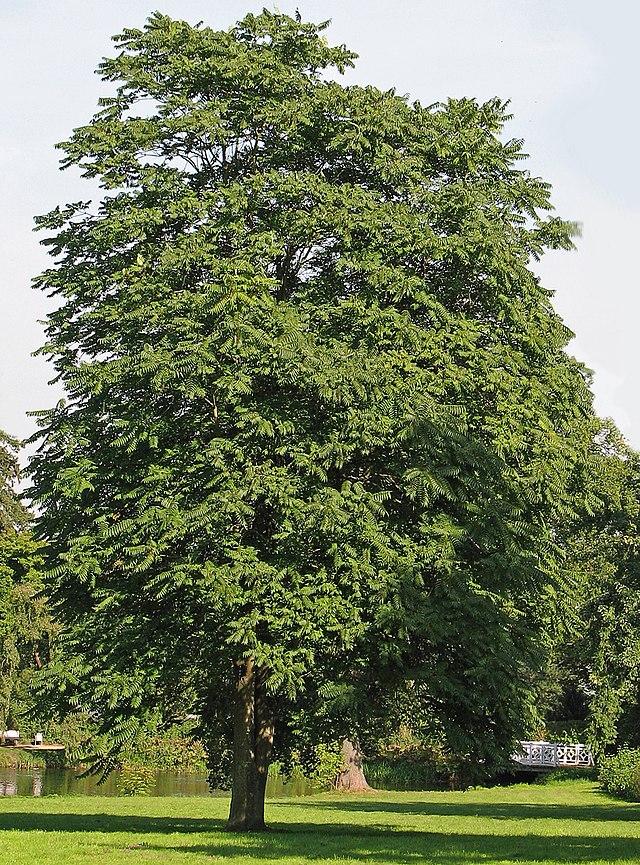 Tree-of-Heaven. (© 2005 Darkone / WikiMediaCommons)