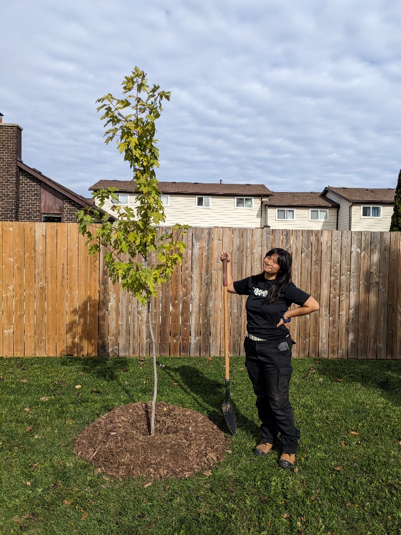 Newly planted Silver Maple. (© 2025 Adam James / LEAF)