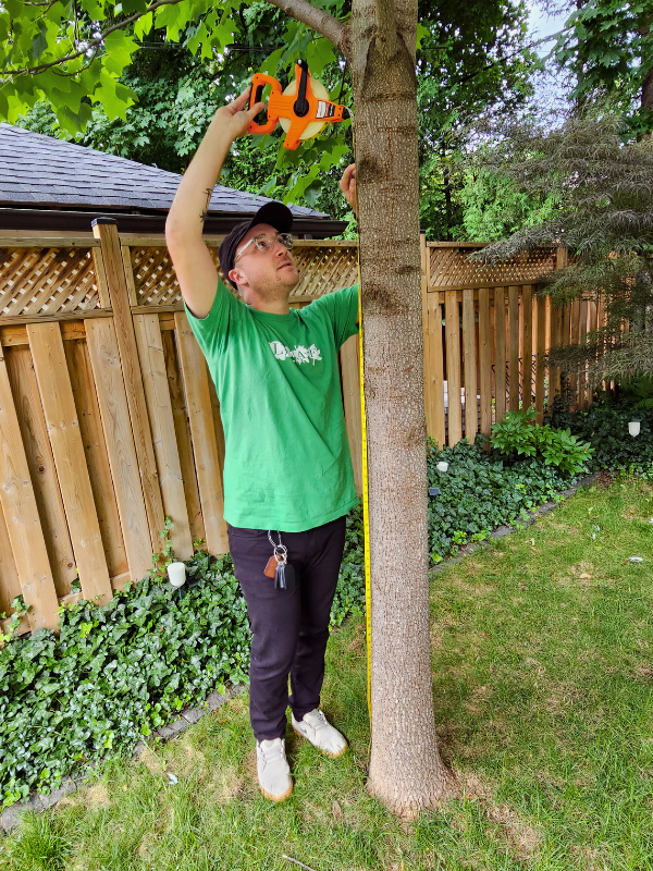 LEAF arborist measuring a red oak tree during a 2024 follow-up visit.