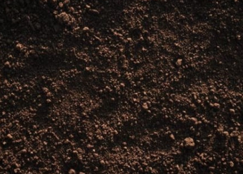 loam soil